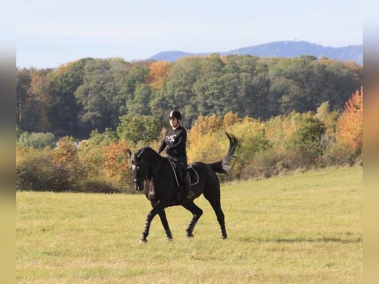 Demi-sang polonais Hongre 8 Ans 166 cm Noir in Wałbrzych