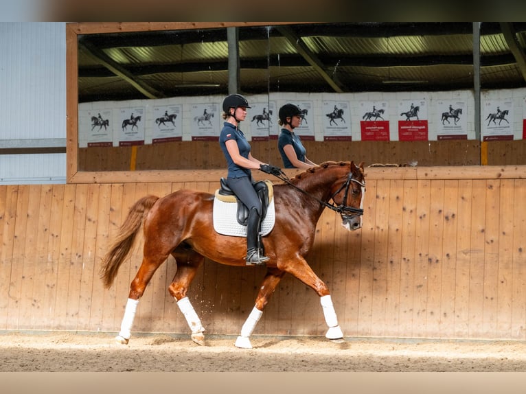 Demi-sang polonais Hongre 8 Ans 167 cm Alezan in Ziemi&#x119;cice