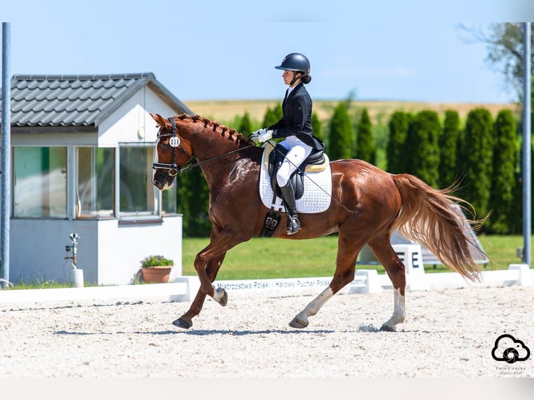 Demi-sang polonais Hongre 8 Ans 167 cm Alezan in Ziemi&#x119;cice