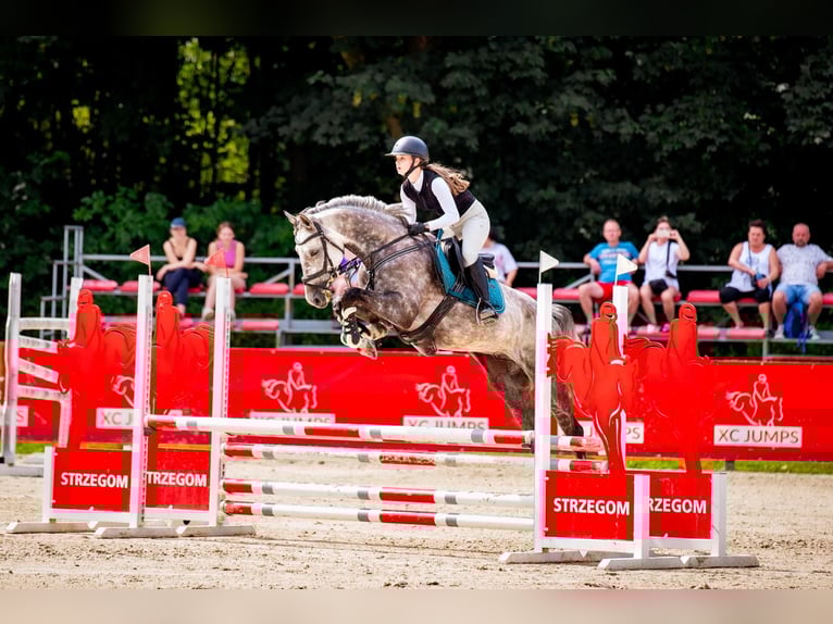 Demi-sang polonais Hongre 8 Ans 167 cm Gris in Wojnarowice