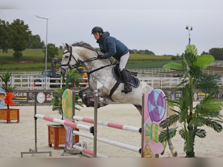 Demi-sang polonais Hongre 8 Ans 167 cm Gris in Wojnarowice