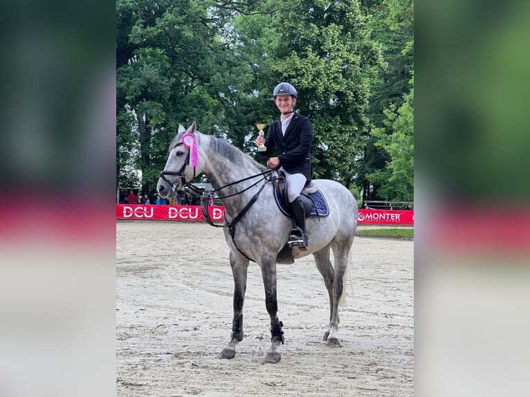Demi-sang polonais Hongre 8 Ans 167 cm Gris in Wojnarowice