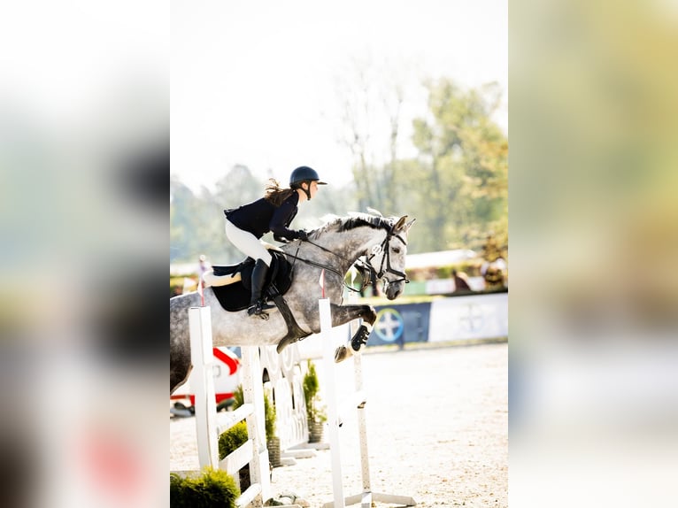 Demi-sang polonais Hongre 8 Ans 167 cm Gris in Wojnarowice