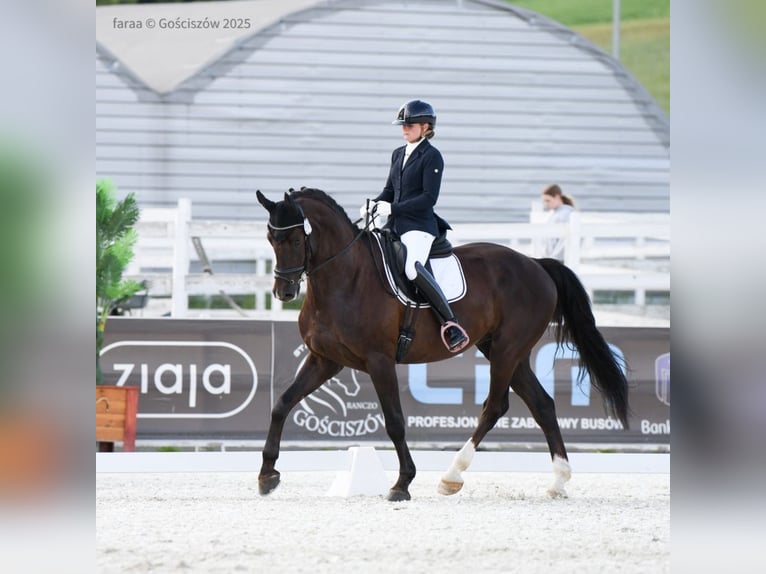 Demi-sang polonais Hongre 8 Ans 173 cm Alezan brûlé in Rybnica