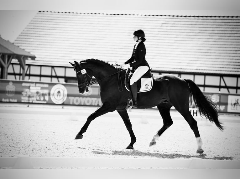 Demi-sang polonais Hongre 8 Ans 173 cm Alezan brûlé in Rybnica