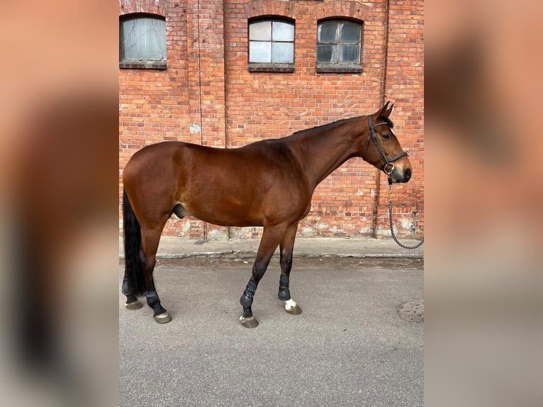Demi-sang polonais Hongre 8 Ans 175 cm Bai in Starogard Gdański