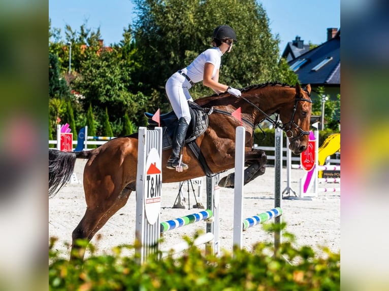 Demi-sang polonais Hongre 8 Ans 176 cm Bai in Łoźnica