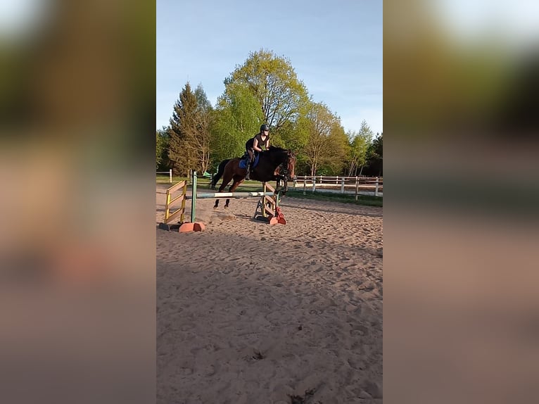 Demi-sang polonais Hongre 8 Ans 176 cm Bai in Łoźnica