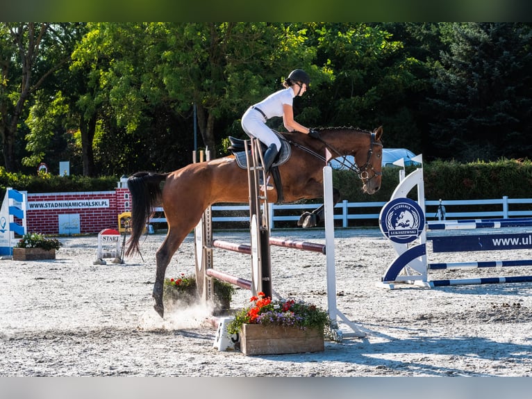 Demi-sang polonais Hongre 8 Ans 176 cm Bai in Łoźnica