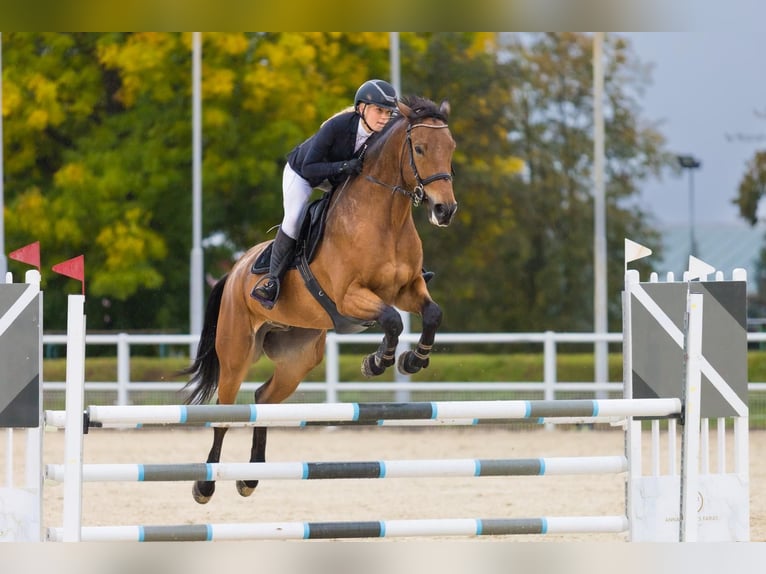 Demi-sang polonais Hongre 8 Ans Bai in Zielona Góra