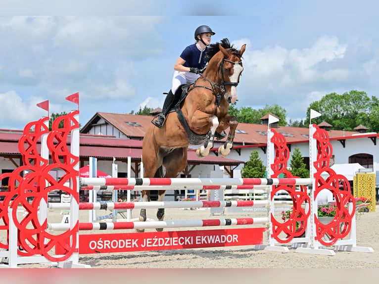 Demi-sang polonais Hongre 8 Ans Bai in Gdańsk