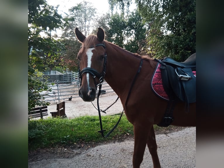 Demi-sang polonais Hongre 9 Ans 150 cm Alezan in Nagold