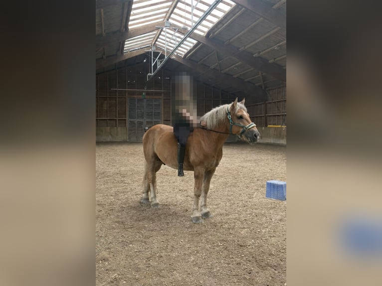 Demi-sang polonais Croisé Hongre 9 Ans 158 cm Alezan in Mannheim