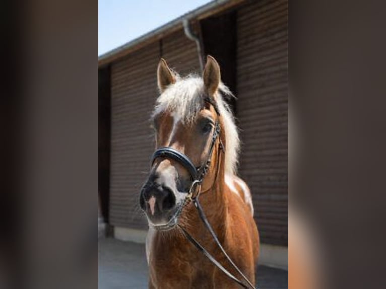 Demi-sang polonais Croisé Hongre 9 Ans 158 cm Alezan in Mannheim