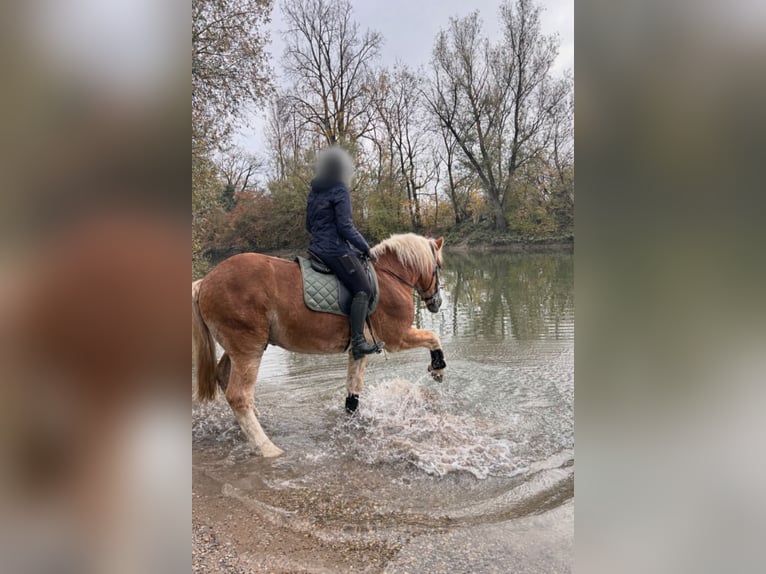 Demi-sang polonais Croisé Hongre 9 Ans 158 cm Alezan in Mannheim