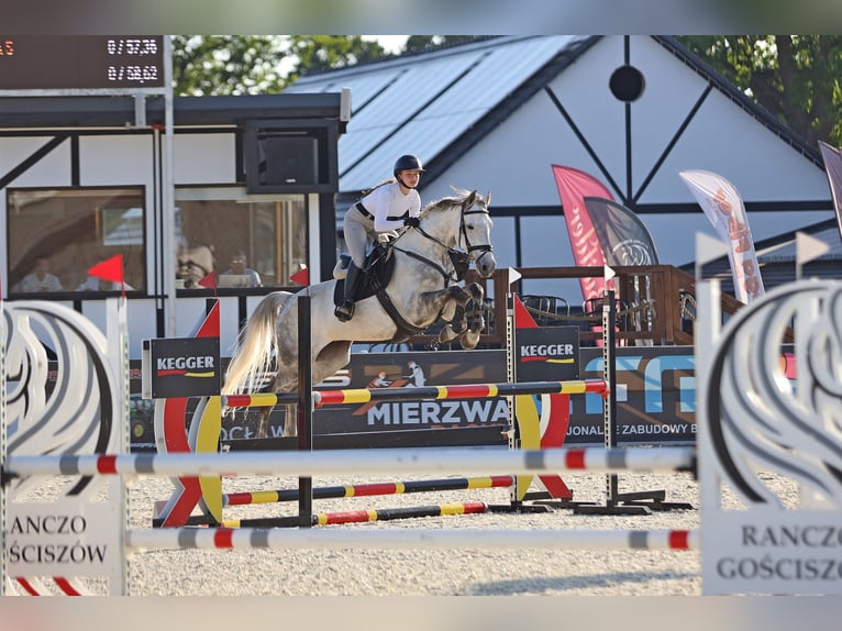 Demi-sang polonais Hongre 9 Ans 165 cm Gris in Wojnarowice
