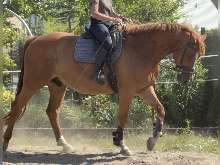 Demi-sang polonais Hongre 9 Ans 168 cm Alezan in Boron&#xF3;w