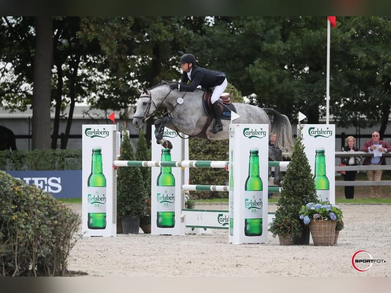 Demi-sang polonais Hongre 9 Ans 170 cm Gris in zaręby