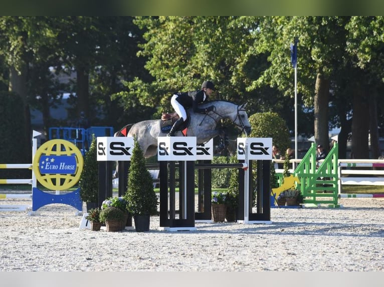 Demi-sang polonais Hongre 9 Ans 170 cm Gris in zaręby