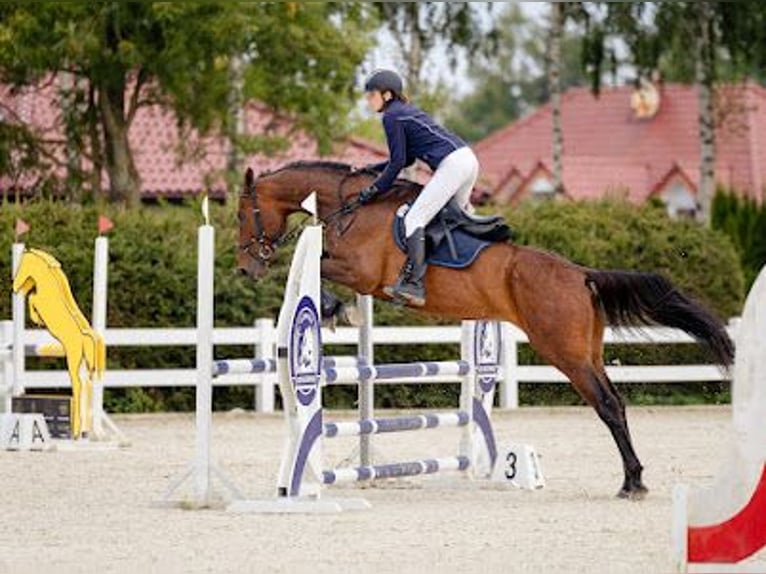 Demi-sang polonais Hongre 9 Ans 176 cm Bai cerise in Łoźnica