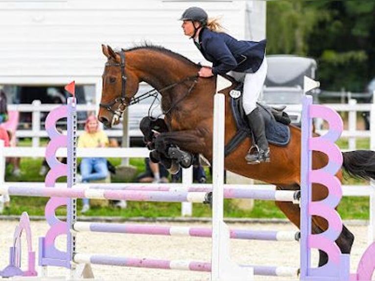 Demi-sang polonais Hongre 9 Ans 176 cm Bai cerise in Łoźnica