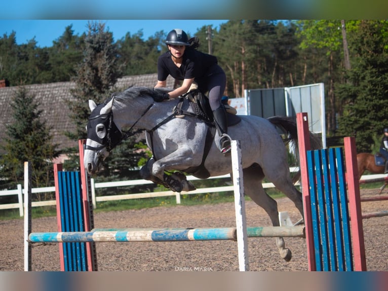 Demi-sang polonais Jument 10 Ans 162 cm Gris in Szczecin