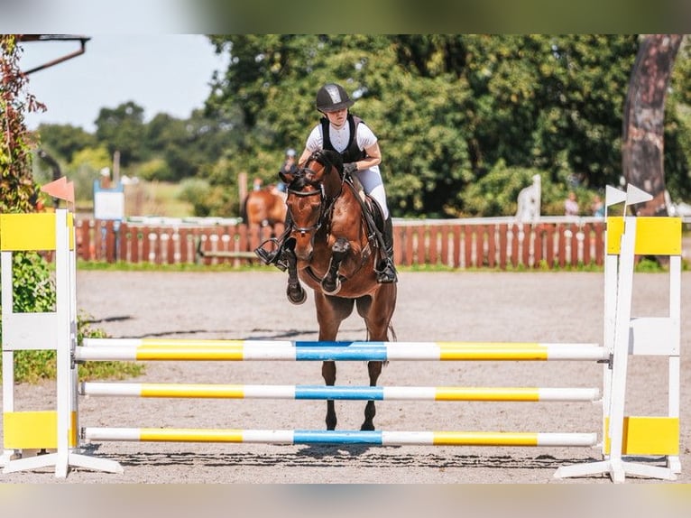 Demi-sang polonais Jument 10 Ans 164 cm Bai cerise in Poznań