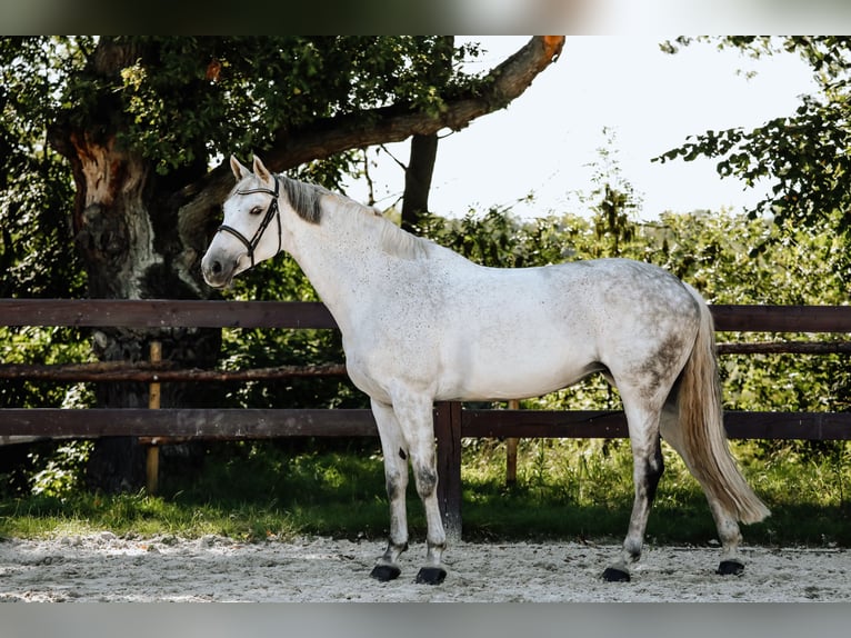 Demi-sang polonais Jument 10 Ans 167 cm Gris in K&#xF3;rnik