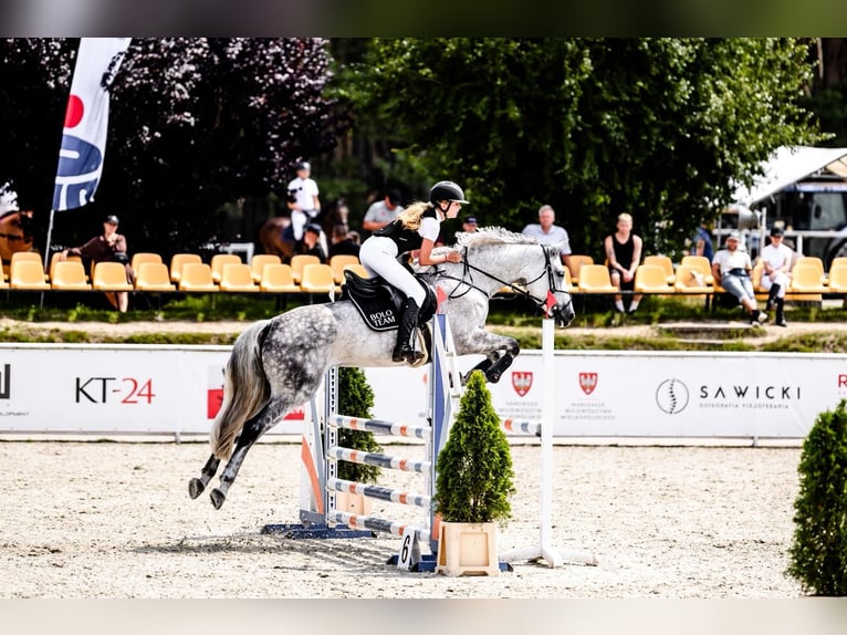 Demi-sang polonais Jument 10 Ans 167 cm Gris in K&#xF3;rnik