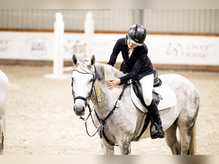Demi-sang polonais Jument 10 Ans 167 cm Gris in K&#xF3;rnik