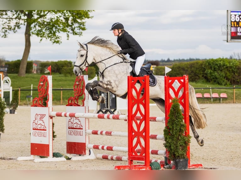 Demi-sang polonais Jument 10 Ans 167 cm Gris in K&#xF3;rnik