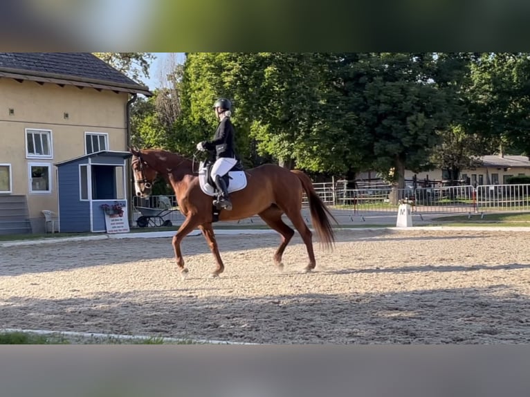 Demi-sang polonais Jument 10 Ans 173 cm Alezan in Wien, Leopoldstadt
