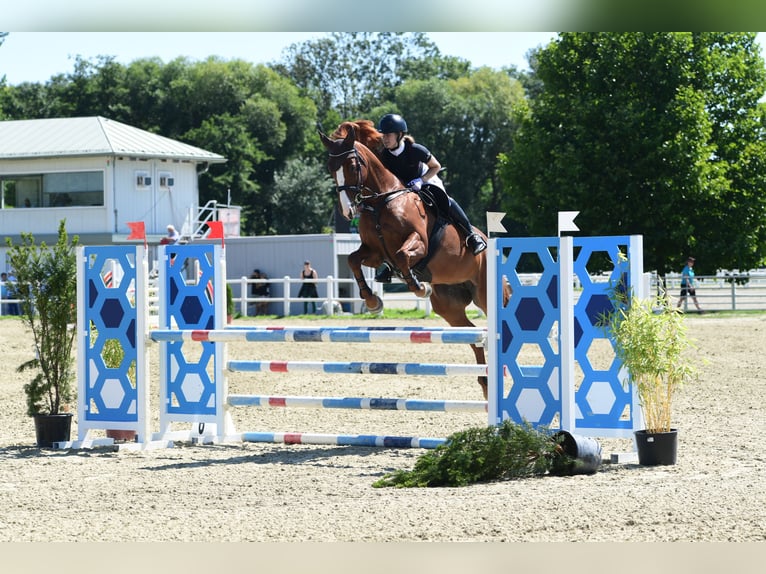 Demi-sang polonais Jument 10 Ans 173 cm Alezan in Wien, Leopoldstadt