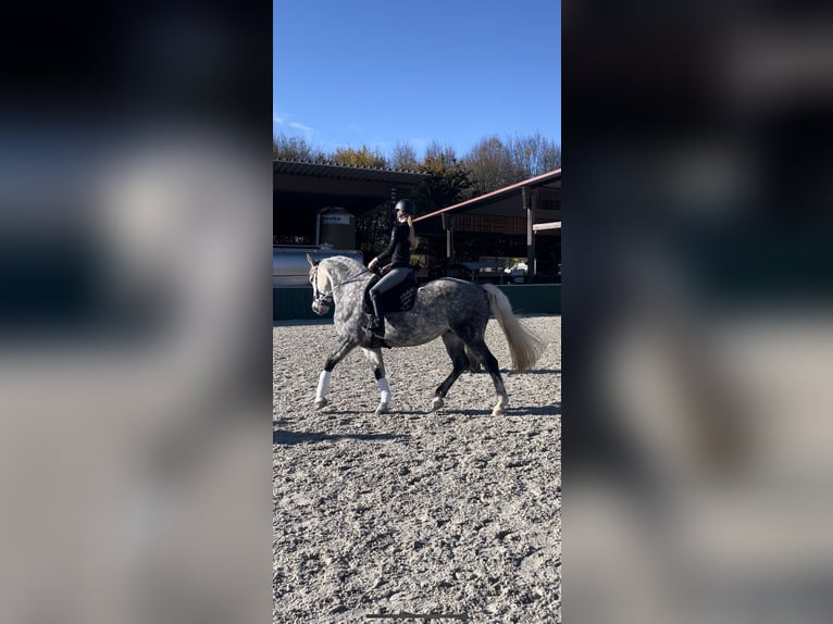 Demi-sang polonais Jument 10 Ans 173 cm Gris in Ehringshausen