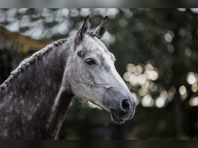 Demi-sang polonais Jument 10 Ans 173 cm Gris in Ehringshausen