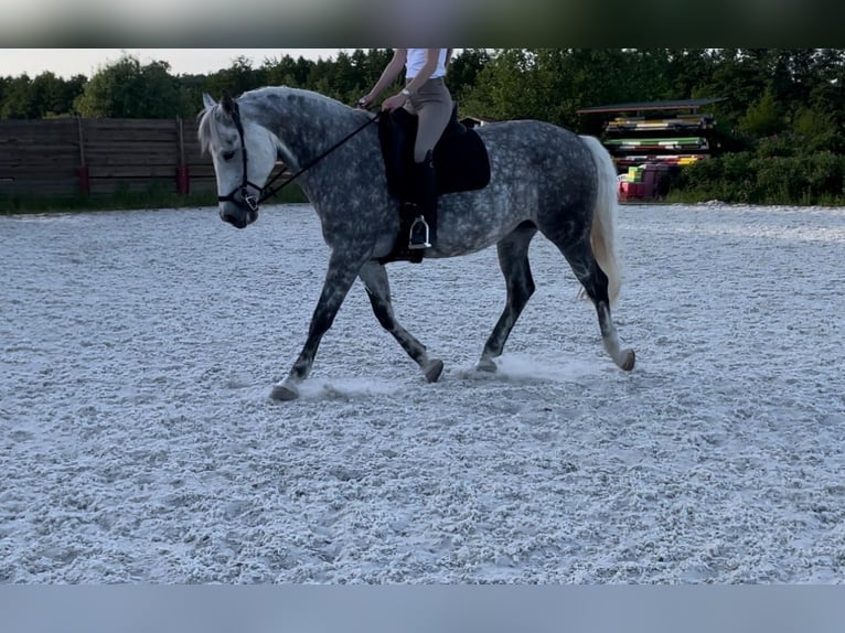 Demi-sang polonais Jument 10 Ans 173 cm Gris in Ehringshausen