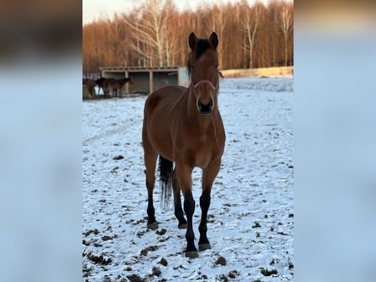 Demi-sang polonais Jument 10 Ans 180 cm Bai in Żernica