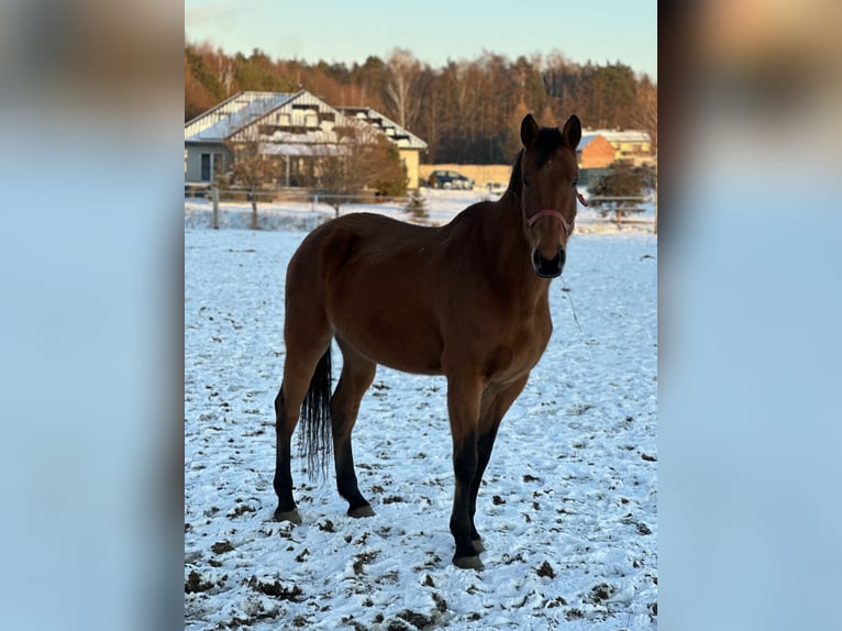 Demi-sang polonais Jument 10 Ans 180 cm Bai in Żernica