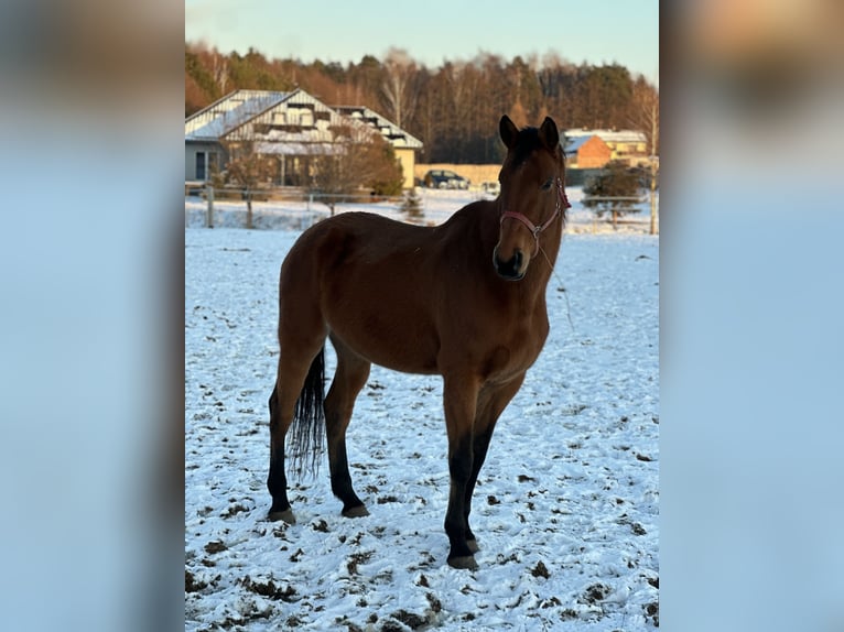 Demi-sang polonais Jument 10 Ans 180 cm Bai in Żernica