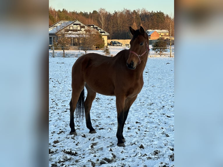 Demi-sang polonais Jument 10 Ans 180 cm Bai in Żernica