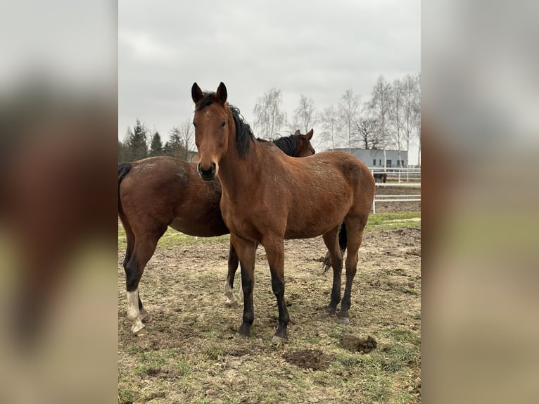 Demi-sang polonais Jument 10 Ans 180 cm Bai in Żernica