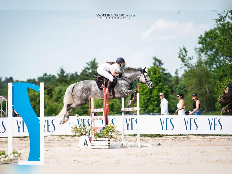 Demi-sang polonais Jument 11 Ans 163 cm Gris in Gdynia