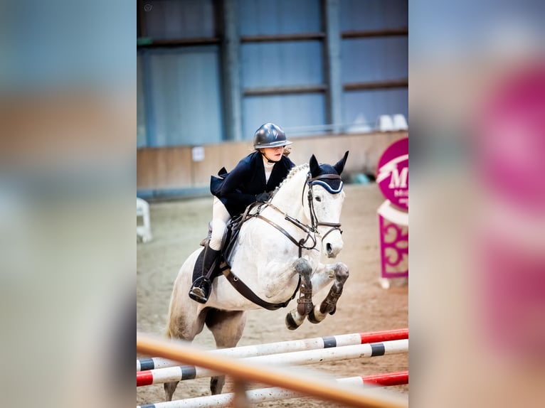 Demi-sang polonais Jument 11 Ans 163 cm Gris in Gdynia