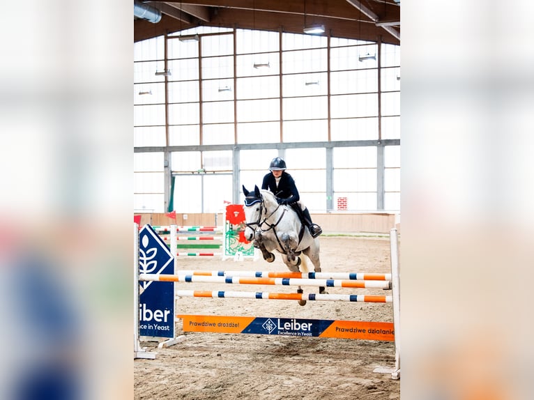 Demi-sang polonais Jument 11 Ans 163 cm Gris in Gdynia