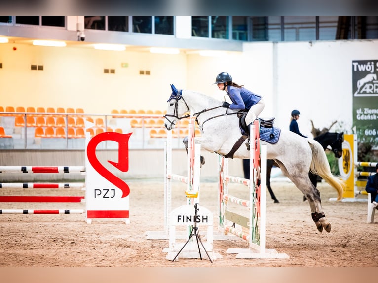 Demi-sang polonais Jument 11 Ans 163 cm Gris in Gdynia