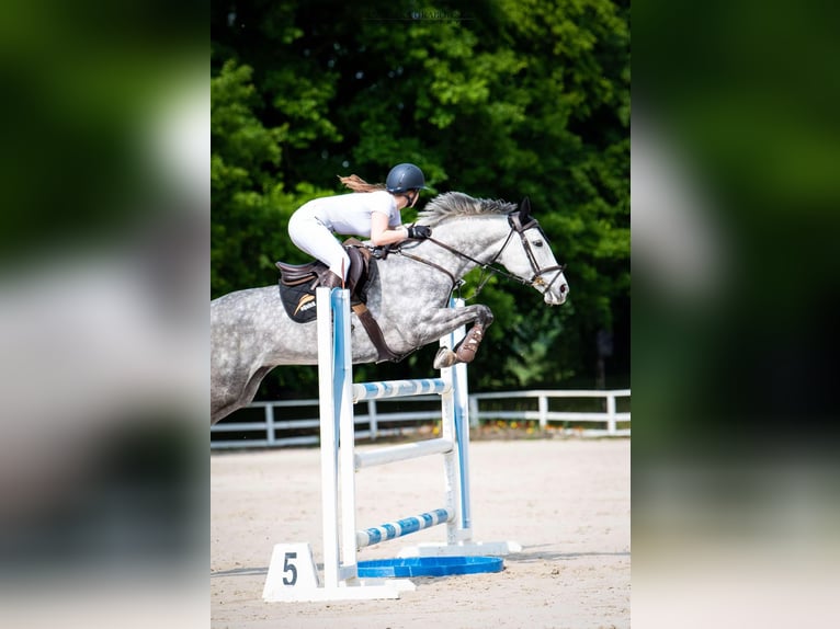 Demi-sang polonais Jument 11 Ans 163 cm Gris in Gdynia