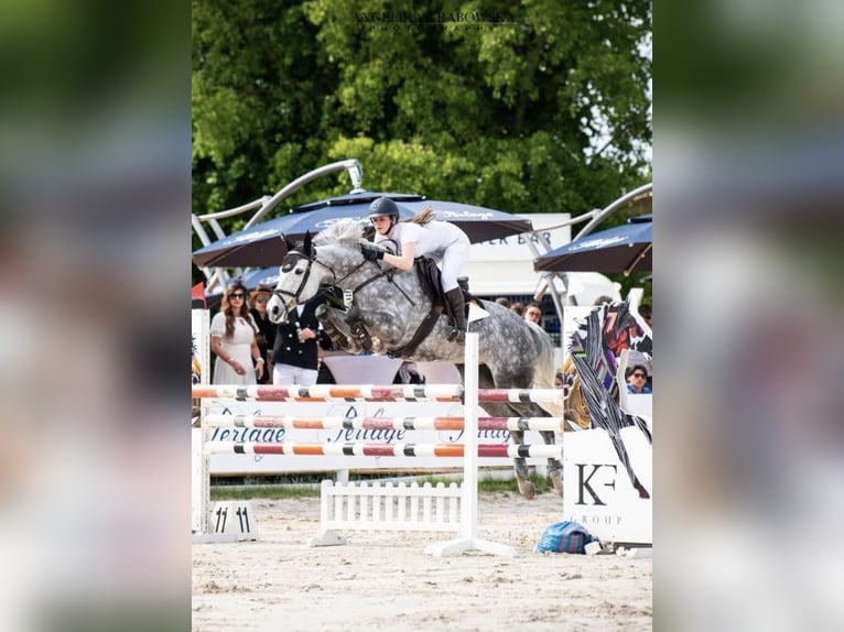 Demi-sang polonais Jument 11 Ans 163 cm Gris in Gdynia