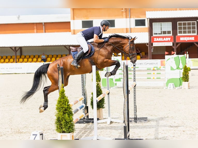 Demi-sang polonais Jument 11 Ans 169 cm Bai in Koscian