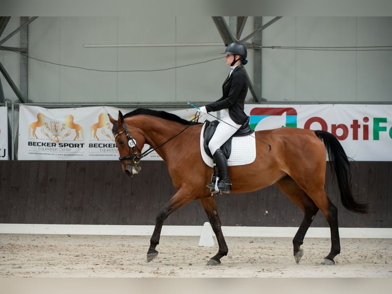 Demi-sang polonais Jument 11 Ans 170 cm Bai in Warszawa