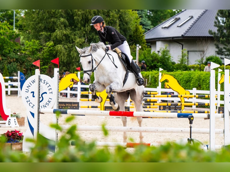 Demi-sang polonais Jument 11 Ans 173 cm Gris in włodarka